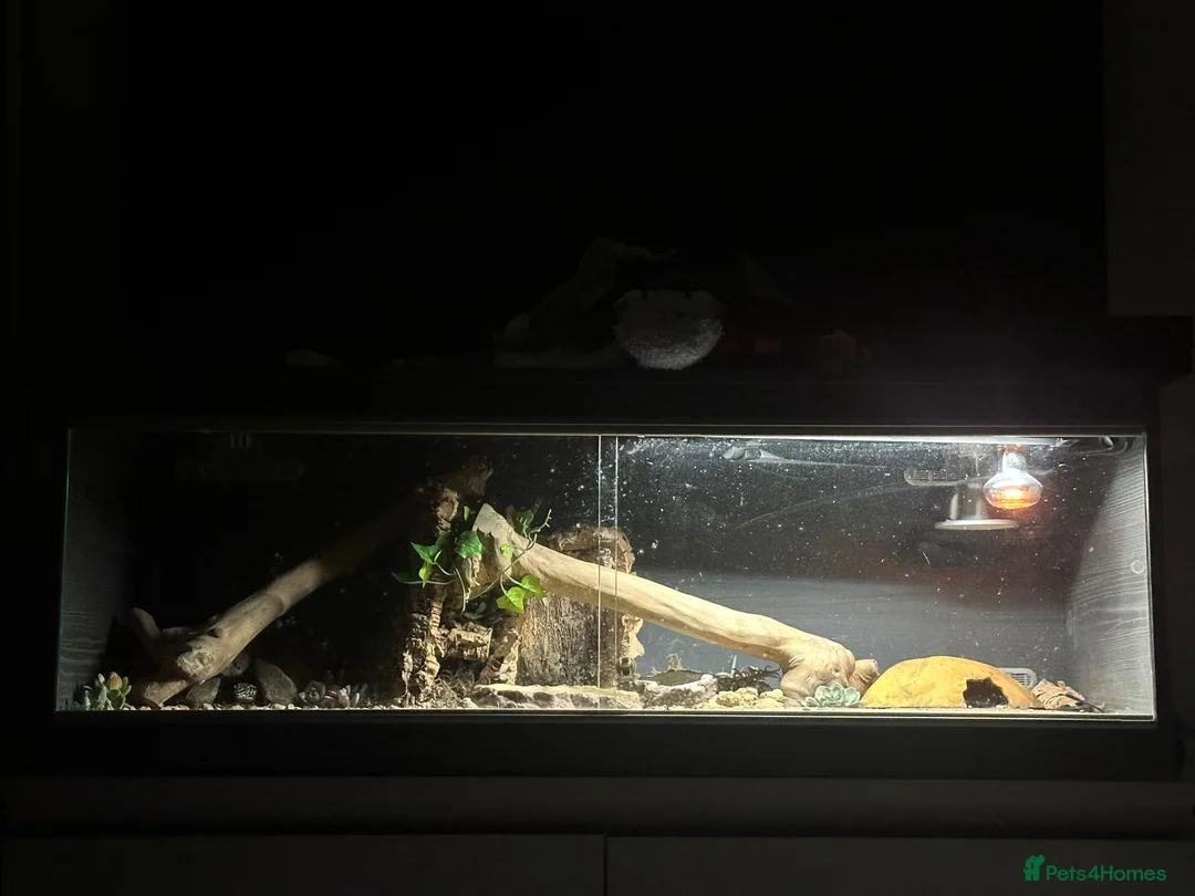 Leopard Gecko reptiles for sale: Male leopard gecko in Glasgow - Advert 2