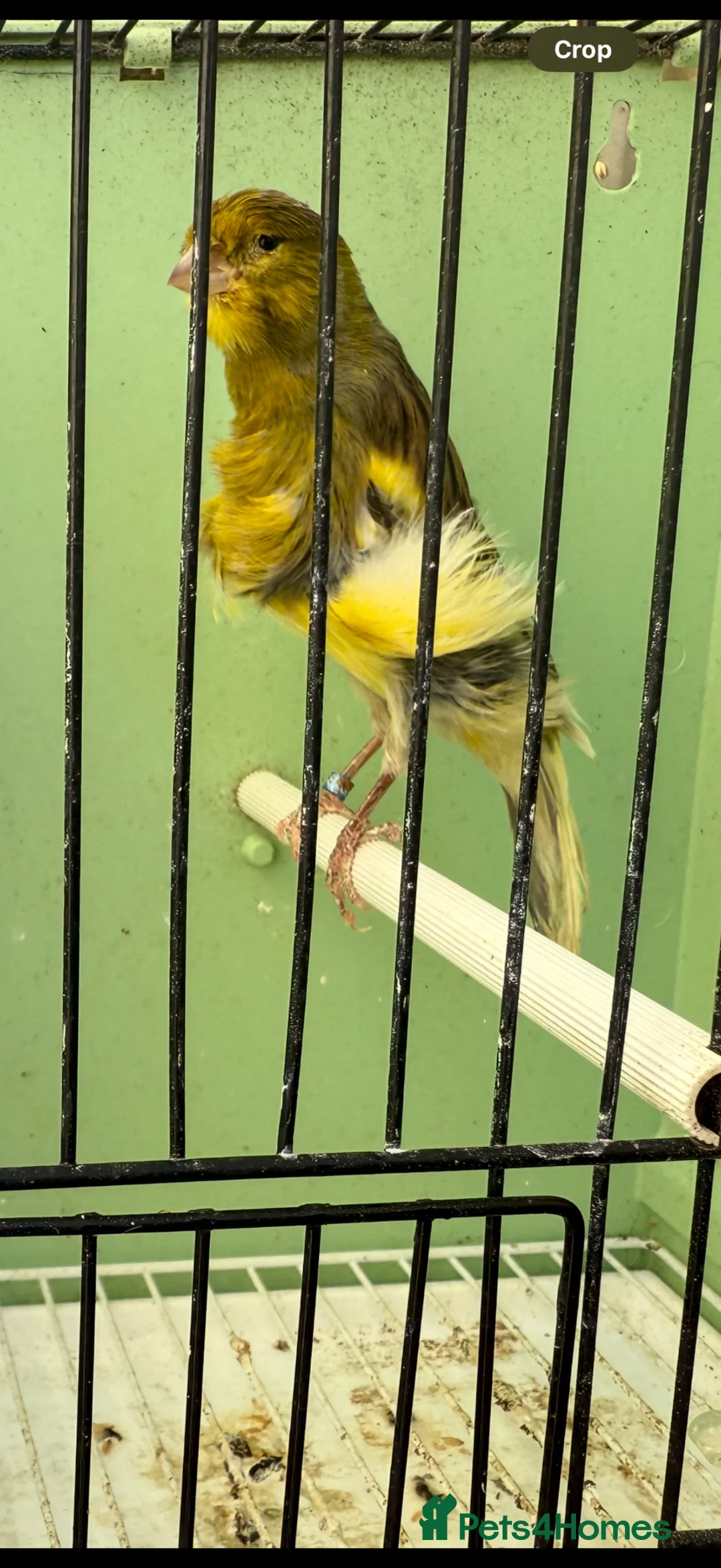 Canaries birds for sale: Southern Dutch Frill Canary pair - Advert 1