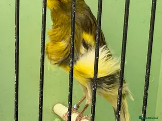 Canaries birds Southern Dutch Frill Canary pair - Advert 1