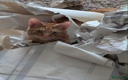 Domestic Shorthair cats for sale: Cat for rehoming  - Image 4