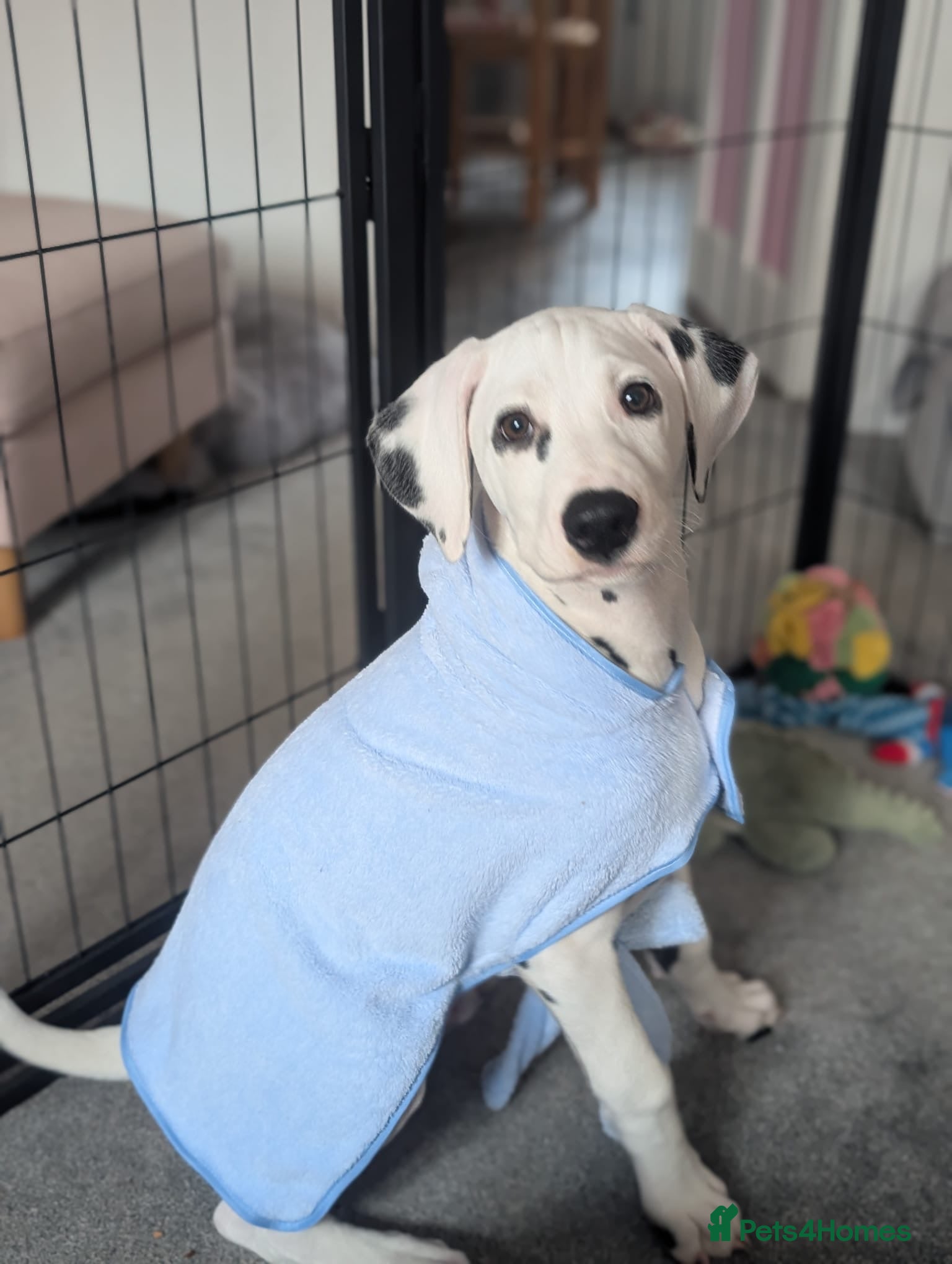 Dalmatian dogs Nearly 4 month old male Dalmatian  - Advert 5