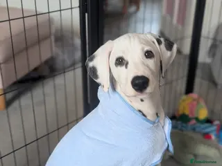 Dalmatian dogs Nearly 4 month old male Dalmatian - Advert 5