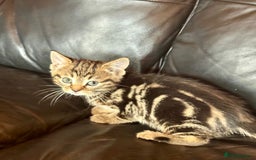 British Shorthair cats for sale: 5 adorable kittens  - Image 11