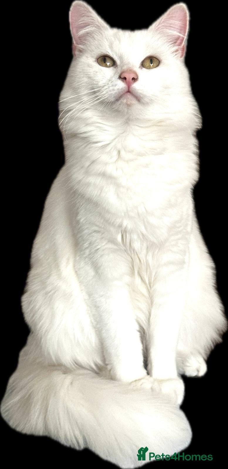 Turkish Angora cats Pure white turkish angora cat  - Advert 16