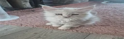 Maine Coon cats for sale: Amazing mainecoons. - Advert 24