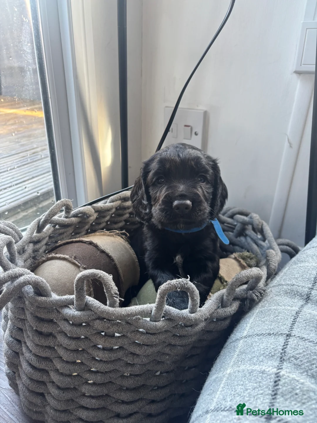 Sprocker dogs for sale: Black Sprocker Spaniel Puppies – Working Parents in Nuneaton - Advert 1