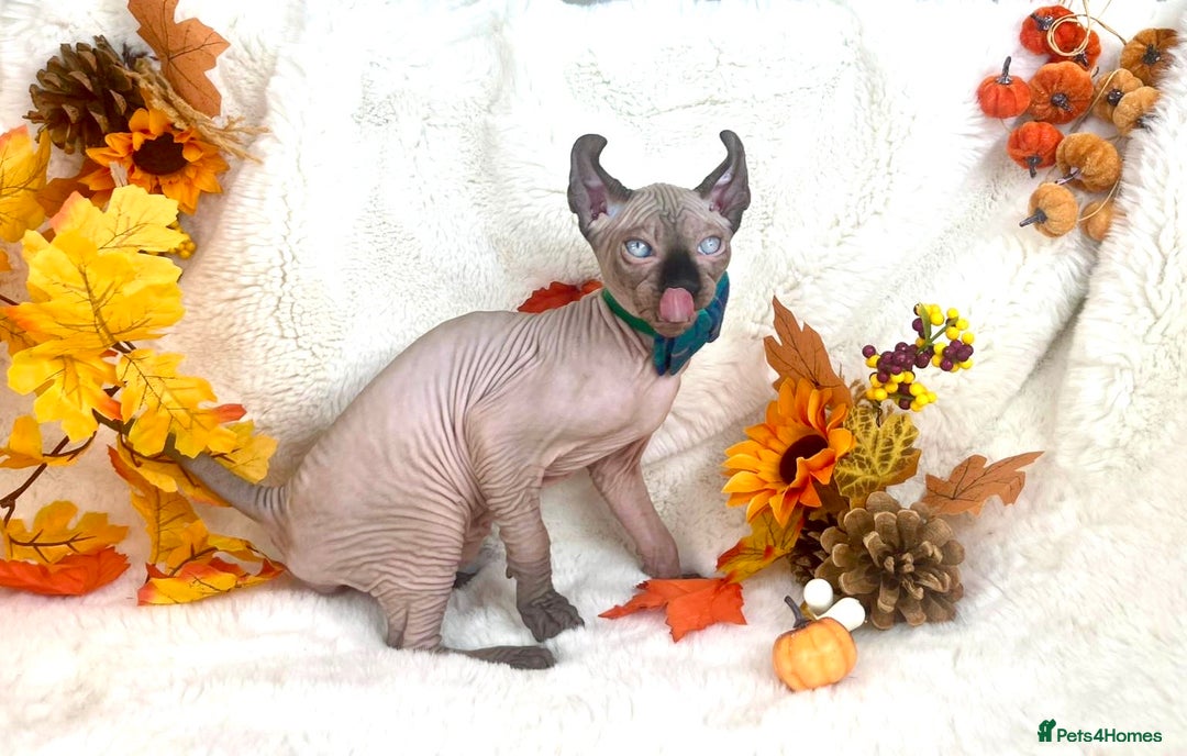 Sphynx cats for sale: 7 adorable Sphynx  looking for their forever home - Image 29