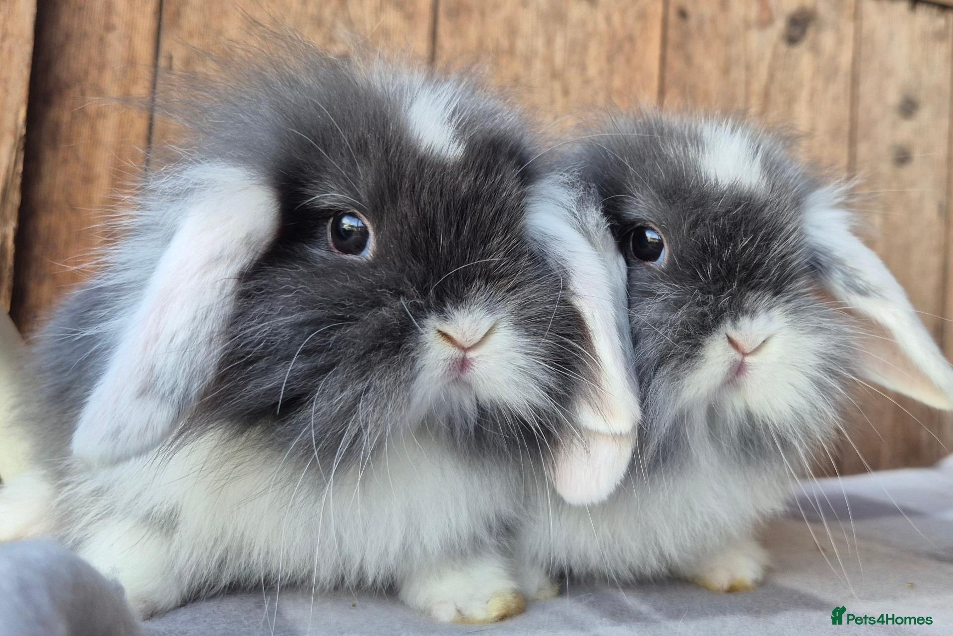 Mini Lop rabbits Mini lop baby  boy and mini lop lops  - Advert 3