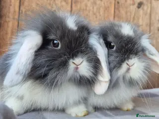 Mini Lop rabbits Mini lop baby boy and mini lop lops - Advert 3