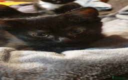 Mixed Breed cats for sale: 5 Kittens for sale 2 tuxedo and 3 black - Advert 1