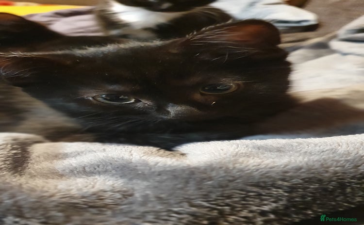 Mixed Breed cats 5 Kittens for sale 2 tuxedo and 3 black - Advert 2