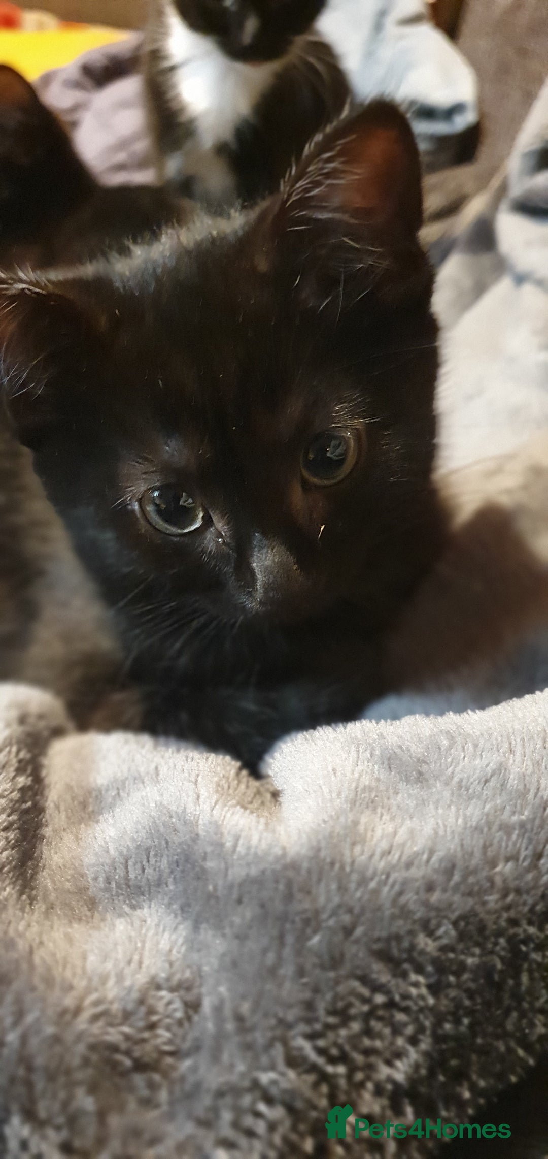 Mixed Breed cats for sale: 5 Kittens for sale 2 tuxedo and 3 black - Advert 1