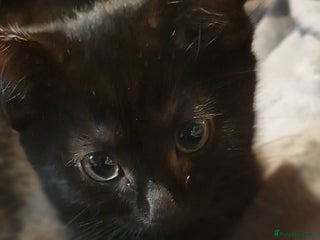 Mixed Breed cats 5 Kittens for sale 2 tuxedo and 3 black - Advert 2