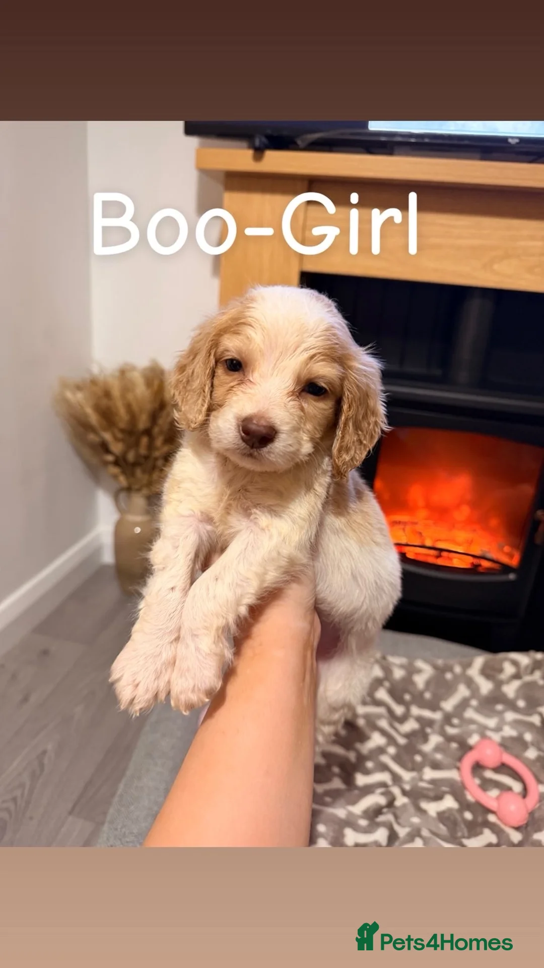 Cocker Spaniel dogs for sale: Cocker spaniel in Omagh - Advert 4