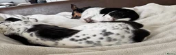Mixed Breed dogs for sale: Two young dogs  - Advert 1