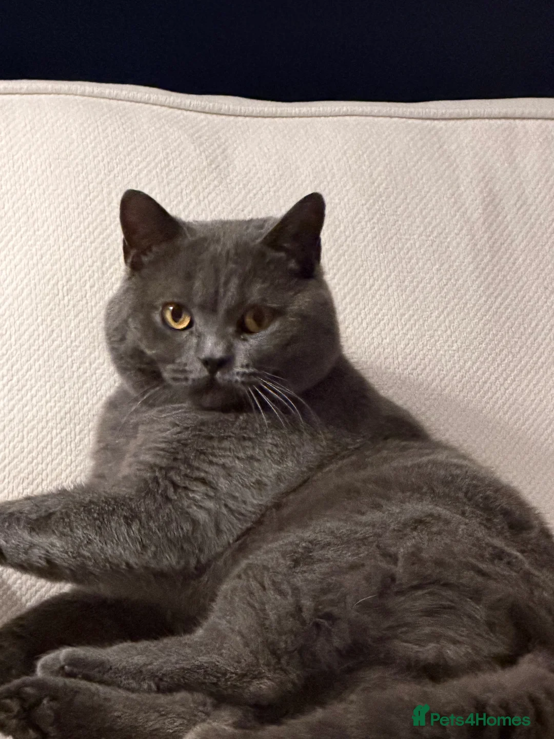 British Shorthair cats for sale: Beautiful Blue British Short Hair Male - Advert 1
