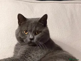 British Shorthair cats Beautiful Blue British Short Hair Male - Advert 5