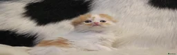 Scottish Fold cats for sale: Eight wee wonders seek mum/dad - Advert 14