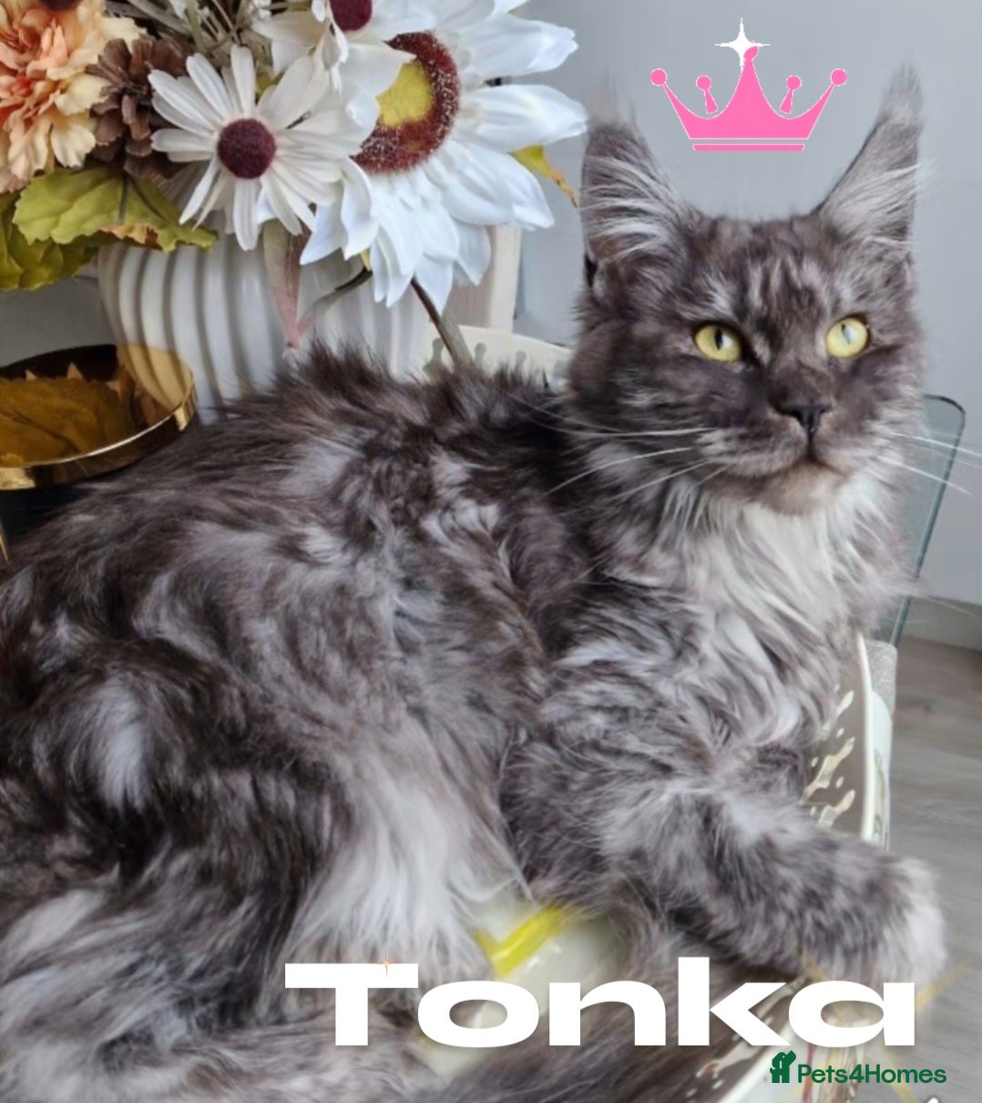 Maine Coon cats Pedigree XL mainecoon kittens  - Advert 2