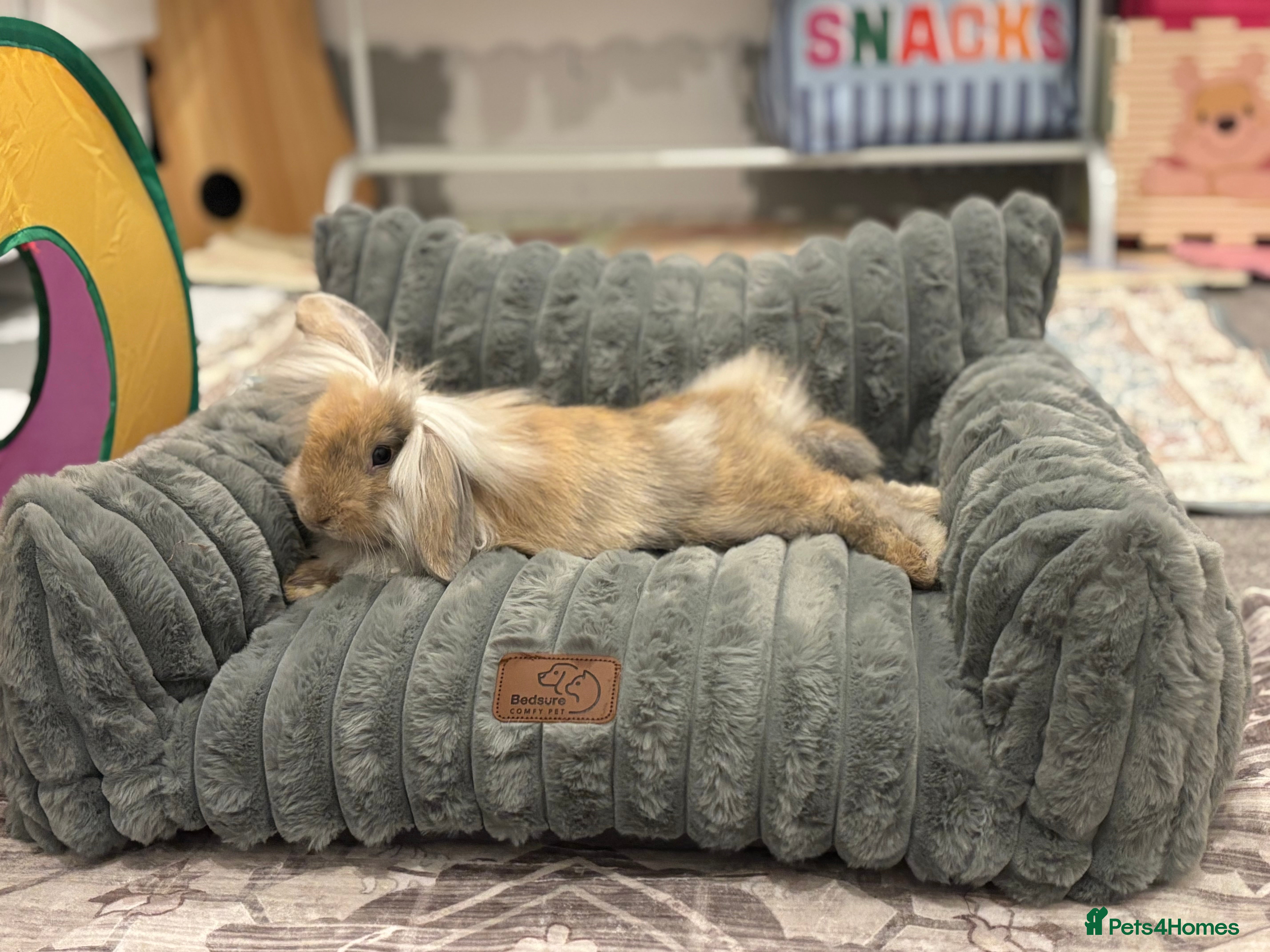 Mini Lop rabbits 5 month old Mini Lop - Advert 2