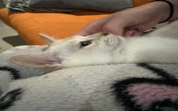 Burmese cats for sale: GCCF reg Pedigree Kittens - Image 1