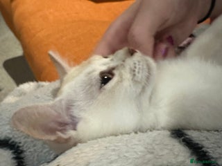 Burmese cats - Advert 2