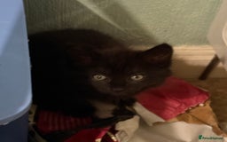 Mixed Breed cats for sale: black beautiful kittens  - Image 3