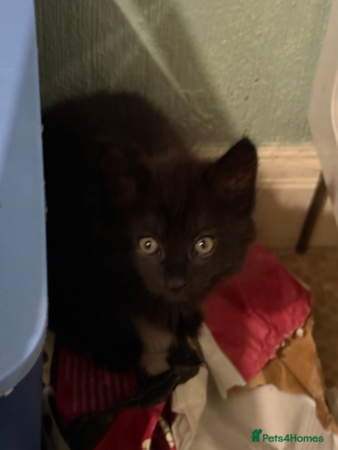 Mixed Breed cats for sale: black beautiful kittens  - Image 3