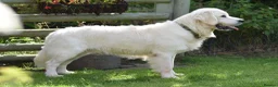 Golden Retriever dogs for stud: Fully health tested, KC reg pale Cream boy  - Advert 6