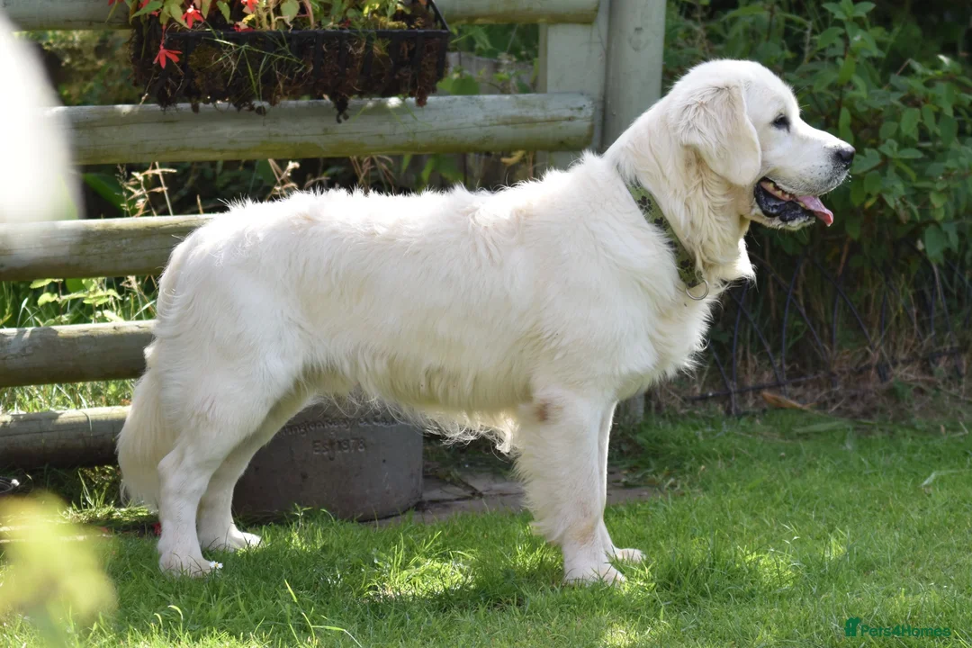 Golden Retriever dogs for stud: Fully health tested, KC reg pale Cream boy  - Advert 6