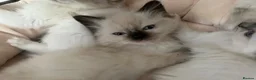 Ragdoll cats for sale: GCCF Ragdoll Kittens in Dunstable - Advert 3