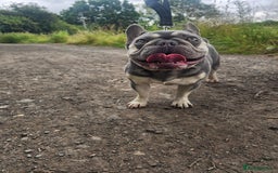 French Bulldog dogs for sale: French Bulldog Bitch KC Registered - 2 years old - Image 6