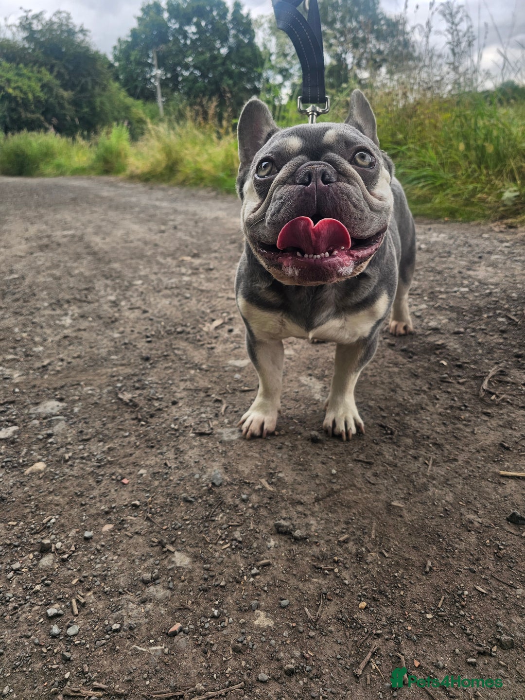 French Bulldog dogs for sale: French Bulldog Bitch KC Registered - 2 years old - Image 6