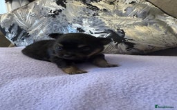 Pomchi dogs for sale: 3/4 Pomeranian  - Image 5