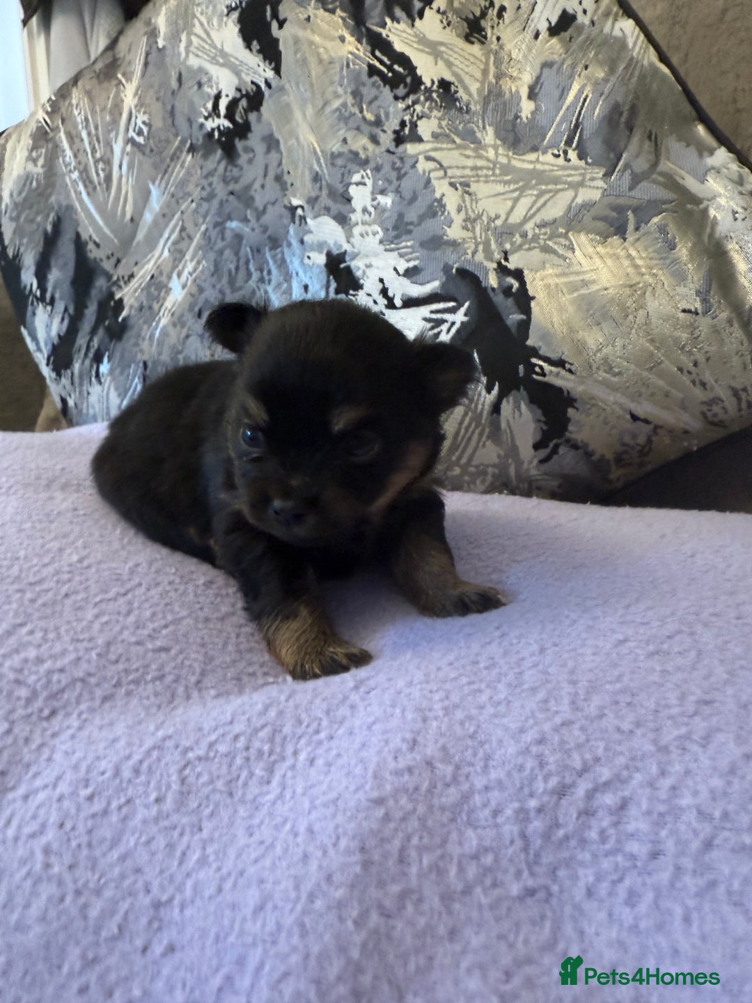 Pomchi dogs for sale: 3/4 Pomeranian  - Image 5