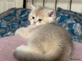 British Shorthair cats READY Champion lines Blue Golden BSH - Advert 6