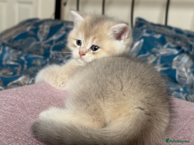 British Shorthair cats READY Champion lines Blue Golden BSH - Advert 14