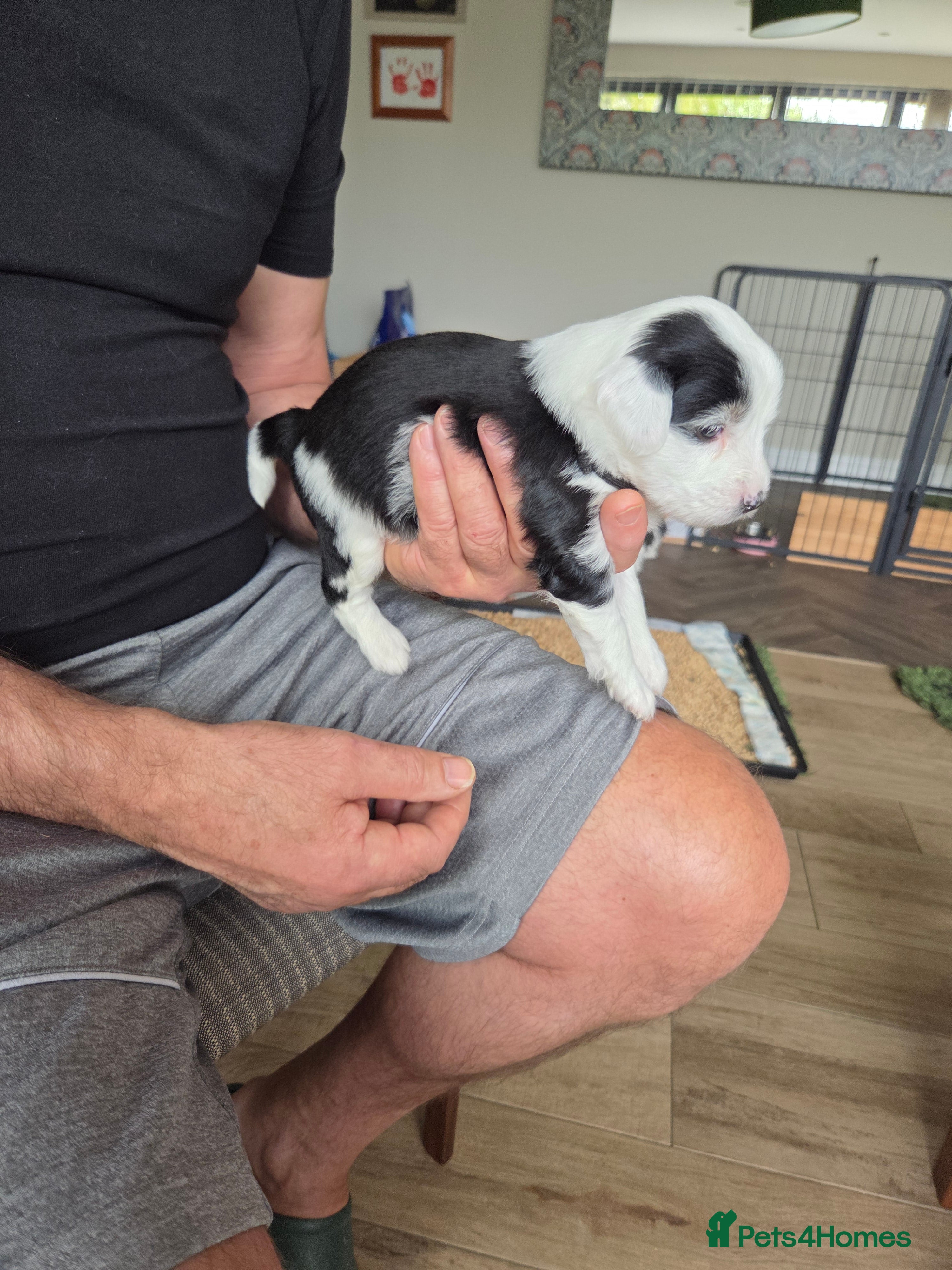 Tibetan Terrier dogs 7 tibetan terrier puppies.  - Advert 2