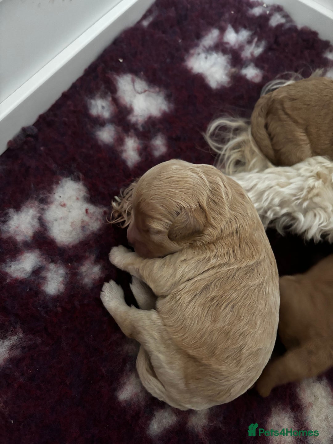 Cavapoo dogs for sale: Beautiful F1B Cavapoo puppies - Advert 12