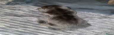Cane Corso 7