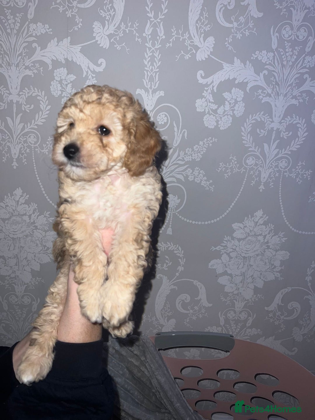 Miniature Poodle dogs for sale: Beautiful Miniature Poodle Puppies   - Advert 13