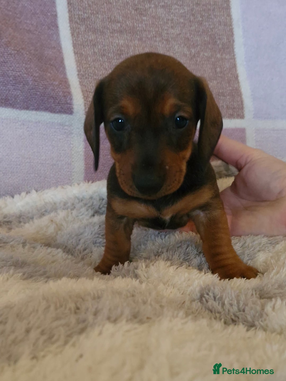 Dachshund dogs for sale: Gorgeous KC standard dachsund pups - Advert 7