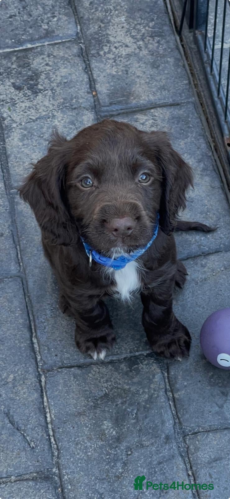 Cocker Spaniel dogs 💥READY TO LEAVE TODAY💥 Cocker Spaniel puppies - Advert 1