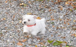 West Highland Terrier dogs for sale: Gorgeous West Highland Terrier Puppies - Image 10