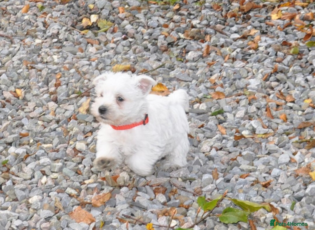 West Highland Terrier dogs for sale: Gorgeous West Highland Terrier Puppies - Image 10