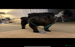 Shar Pei dogs for sale: Shar pei  - Image 3