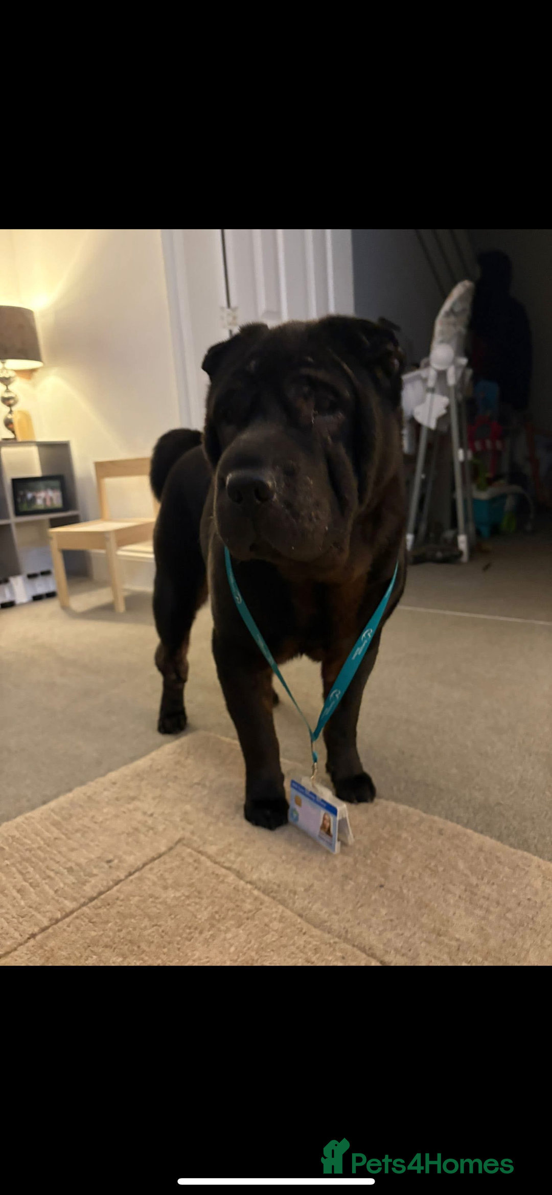 Shar Pei dogs for sale: Shar pei  - Image 3