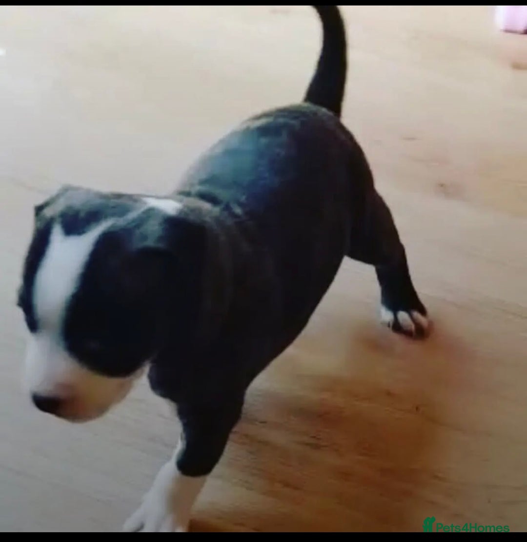 Staffordshire Bull Terrier dogs for sale: Looking for a loving home for Bruno.  - Advert 6