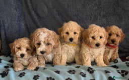 Poochon dogs for sale: Stunning Poochon puppies  - Image 11