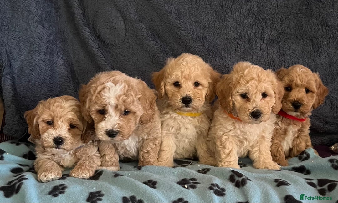 Poochon dogs for sale: Stunning Poochon puppies  - Image 11